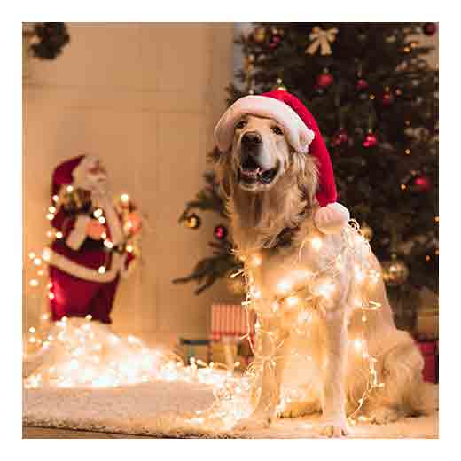 Dog with Christmas lights